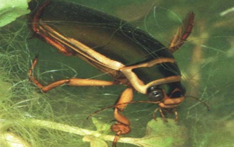 Waterkevers in onze vijver